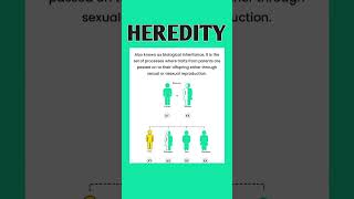 Understanding Heredity How Traits Are Passed from Parents to Offspring [upl. by Kemppe]