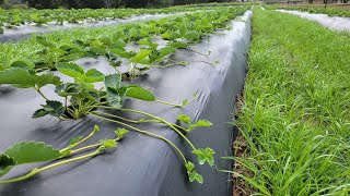 Most people dont know this about Growing Strawberries [upl. by Candace]