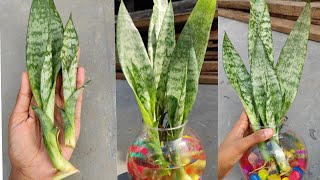 Snake Plant Propagation by Leaf Cuttings in Water [upl. by Casi44]