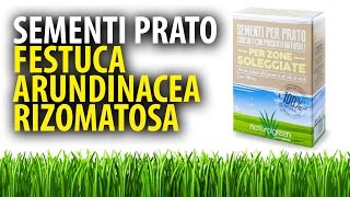 Festuca Arundinacea Rizomatosa Sementi per Prato [upl. by Wallford]