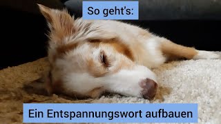 Hundetraining Entspannungswort für den Hund aufbauen  Entspannungssignal konditionieren beim Hund [upl. by Nelhsa]