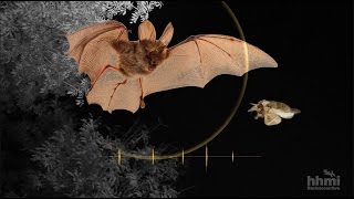 Moth Mimicry Using Ultrasound to Avoid Bats  HHMI BioInteractive Video [upl. by Barthold978]