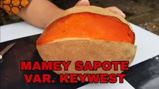 MAMEY SAPOTE VARIAN KEYWEST [upl. by Terrance746]