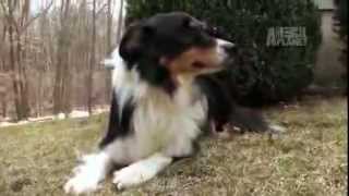 Dogs 101  Border Collie [upl. by Emlynne]