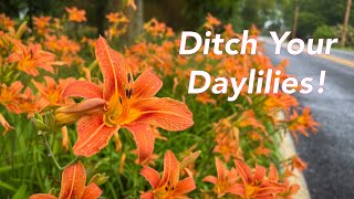 BETTER Flowers for MONARCHS and Pollinators  Ditch Your Daylilies [upl. by Toft]