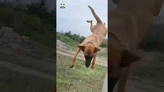 Belgian malinois flying dog Backflipshorts belgianmalinois dogjump malinois [upl. by Letti]