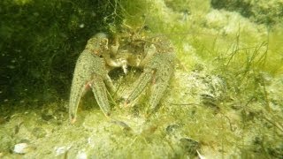 Barsch und Flusskrebs im Iseosee Unterwasseraufnahmen Curiouse Perch and Crab [upl. by Harbard]