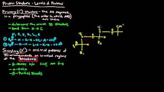 Protein Structure Part 1 of 4  Levels of Protein Structure [upl. by Drolyag]