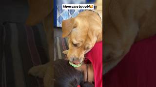 Meri maa 🥰  labra rubi  youtubeshorts shorts labrador dog emotional cute maa trending [upl. by Arahat856]