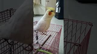 Cockatiel Talkative Bird 🐦 Rio Awasome Singing viral singing birds [upl. by Dash]