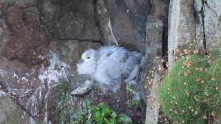 Flumplings losing their fluff  Fulmar chicks are growing up fast on Rathlin Island [upl. by Mayce354]