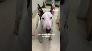 Des policiers sauvent un chien attaché à un poteau pendant louragan Milton [upl. by Sabsay559]