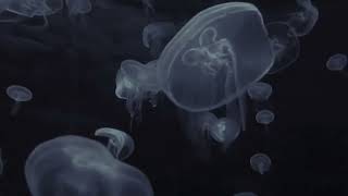 Ocean Sounds amp Jellyfish  Moon Jellyfish Swimming  Underwater White Noise For Relaxation  10 HRS [upl. by Nunnery356]