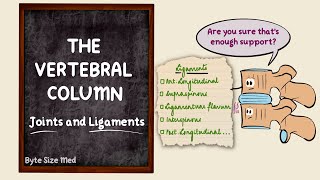 The vertebral column  Joints and Ligaments  The skeletal system  Osteology  Anatomy Doodles [upl. by Hamitaf]