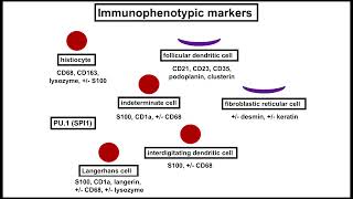 Histiocytic and Dendritic Cell Tumors An Update by Jason L Hornick MD PhD [upl. by Inaffyt]