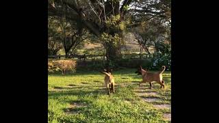 malinois pastormalinois pastorbelgamalinois dog pastorbelgamalinois riodejaneiro [upl. by Mahtal276]