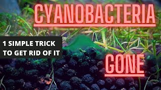 AQUARIUM ALGAE GUIDE Ep 4 Cyanobacteria  Blue Green Algae Removal [upl. by Eloc39]