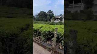 shortvideo shortsTea harvester chungath estate [upl. by Aenaj]