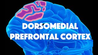 Dorsomedial Prefrontal Cortex and Deliberative SelfReferencing [upl. by Granger]