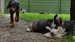 Huskies und Dobermann suchen Zuhause [upl. by Haldis]