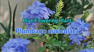 Blue PlumbagoPlumbago auriculata How to Plant guide [upl. by Tija574]