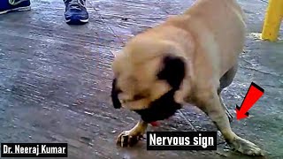 Babesiosis in dog with haemoglobinuria and nervous sign [upl. by Llennahs]