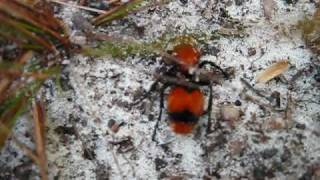 COW KILLER ANT  GIANT RED VELVET ANT Dasymutilla  Mutillidae [upl. by Turrell]