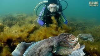 Giant Australian Cuttlefish Theyre almost as big as my kids [upl. by Herold678]