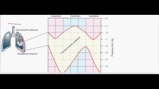 Transpulmonary pressure  intrapleural pressure part 1 [upl. by Curtice]