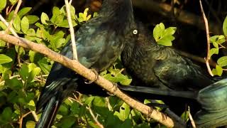 Anu Coroca  Greater Ani Crotophaga major [upl. by Rawley936]