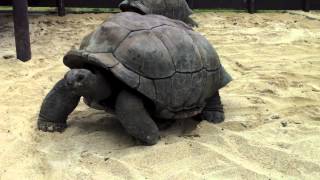 Giant tortoise Mauritius [upl. by Enyamart]