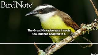 Great Kiskadee and Boatbilled Flycatcher [upl. by Atnahsa124]