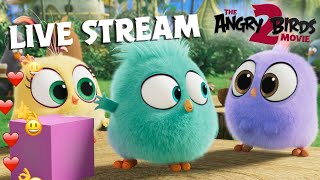 The Angry Birds Movie 2  Live Stream Hatchlings [upl. by Dlareg708]