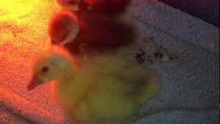 baby goose in brooder [upl. by Shifrah]