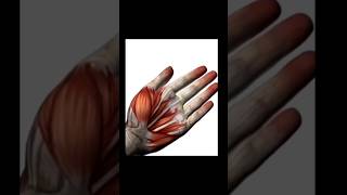 Arteries Veins and Capillaries in Palm neet medical anatomy study medicaleducation shorts [upl. by Low]