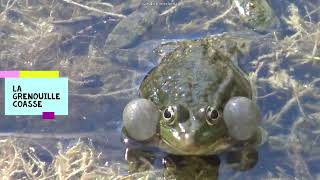 CRI DE LA GRENOUILLE🐸 LA GRENOUILLE COASSE🐸 [upl. by Aliahkim]