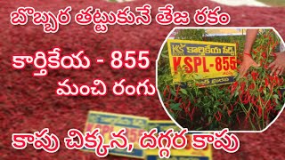 Kartikeya Seeds KSPL  855 Tapaswi chilli khammam krishna kurnool guntur Ph83413 40873 [upl. by Jasmine]