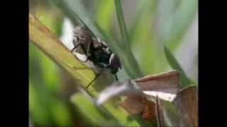 Mosca da Berne  Botfly [upl. by Leaw]