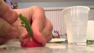 How to regrow radishes [upl. by Ly]