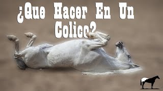 Esto Debes Hacer En Un Cólico De Caballos 🐴Del Cerro Soy [upl. by Uyerta]