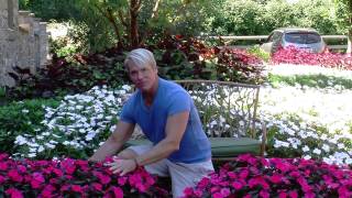 SunPatiens Planted in Ground  Phillip Watson [upl. by Lebasy]