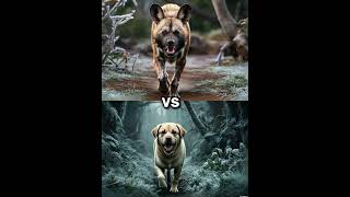 African wild dog vs labrador vs Rottweiler Husky German Shepherd Battle [upl. by Eniamsaj180]