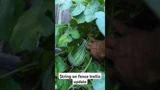 Fence Trellis update I need more support trellis gardening fail watermelon cantelope [upl. by Solorac]