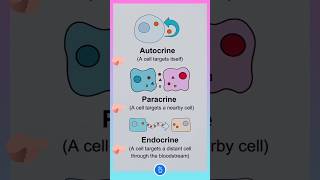 Autocrine Paracrine and Endocrine Signalling [upl. by Nimrak493]