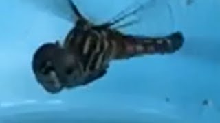 Dragonfly Laying Eggs  Slow motion [upl. by Zehcnas]