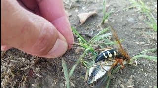 quotCicada Killerquot wasp stinging cicada [upl. by Libby]