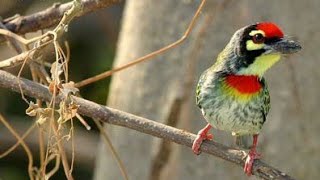 COPPERSMITH BARBET BIRD IN PHILIPPINESFOREST SOUNDCALLhmetv5490 [upl. by Pavkovic]