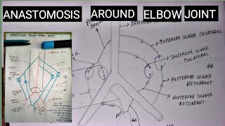 Anastomosis around Elbow joint  collateral and recurrent anastomosis  by charsi [upl. by Garbers]