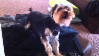 Morkie barking and growling [upl. by Uno]