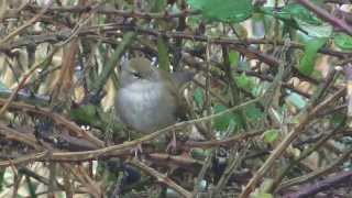 Cettis Warblers calling [upl. by Harriette]